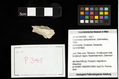 Foto (Objekt + Etiketten) von Cyphonotus oxythyreiformis (Gemmellaro, 1869) 